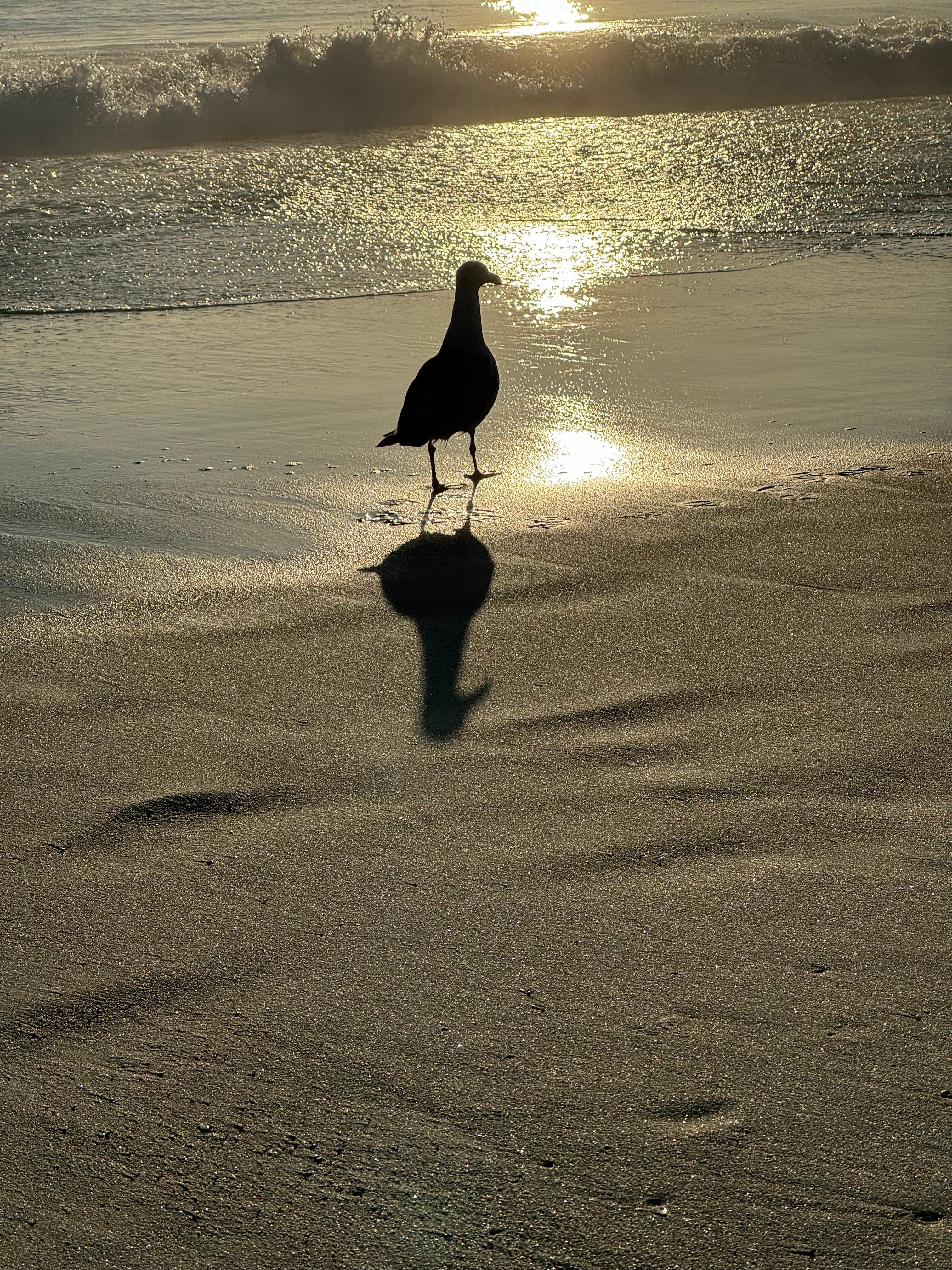 Shadow & Sand: a gull's silhouette stretched thin across golden wet sand