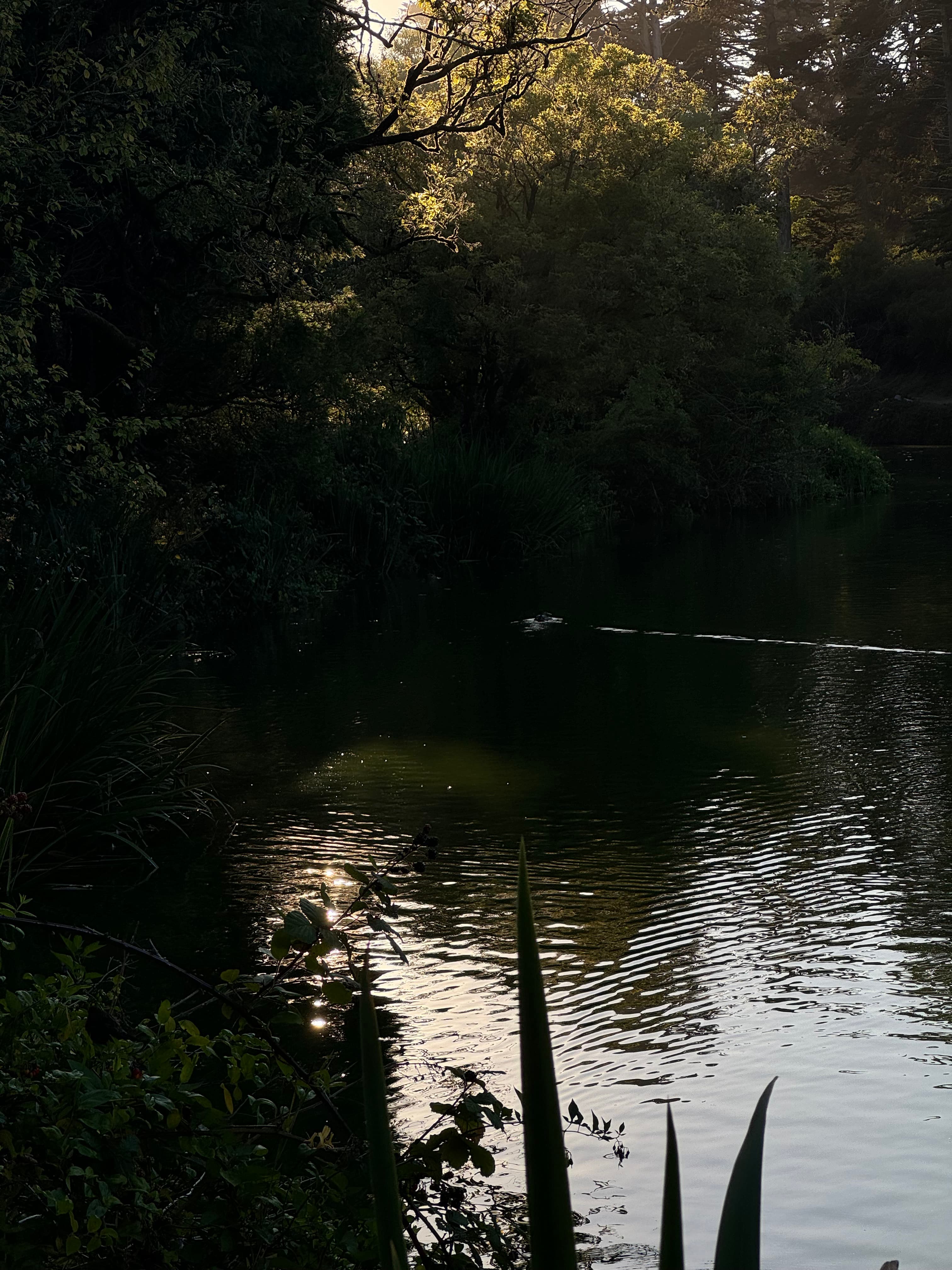 Still Water: light filtering through the trees onto a quiet lake
